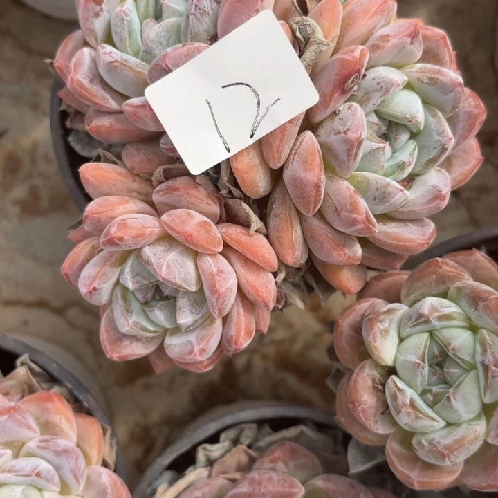 战后12呀呀呀呀呀呀呀呀呀呀呀呀呀呀