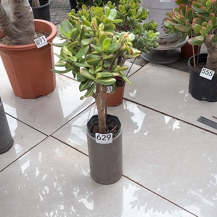 一观二卷叶花月独杆老桩
