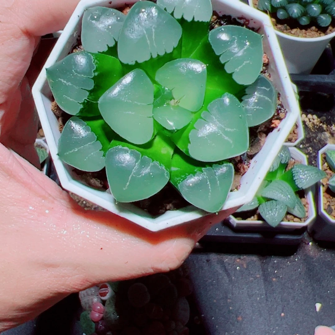 姬翠多肉植物阿阿