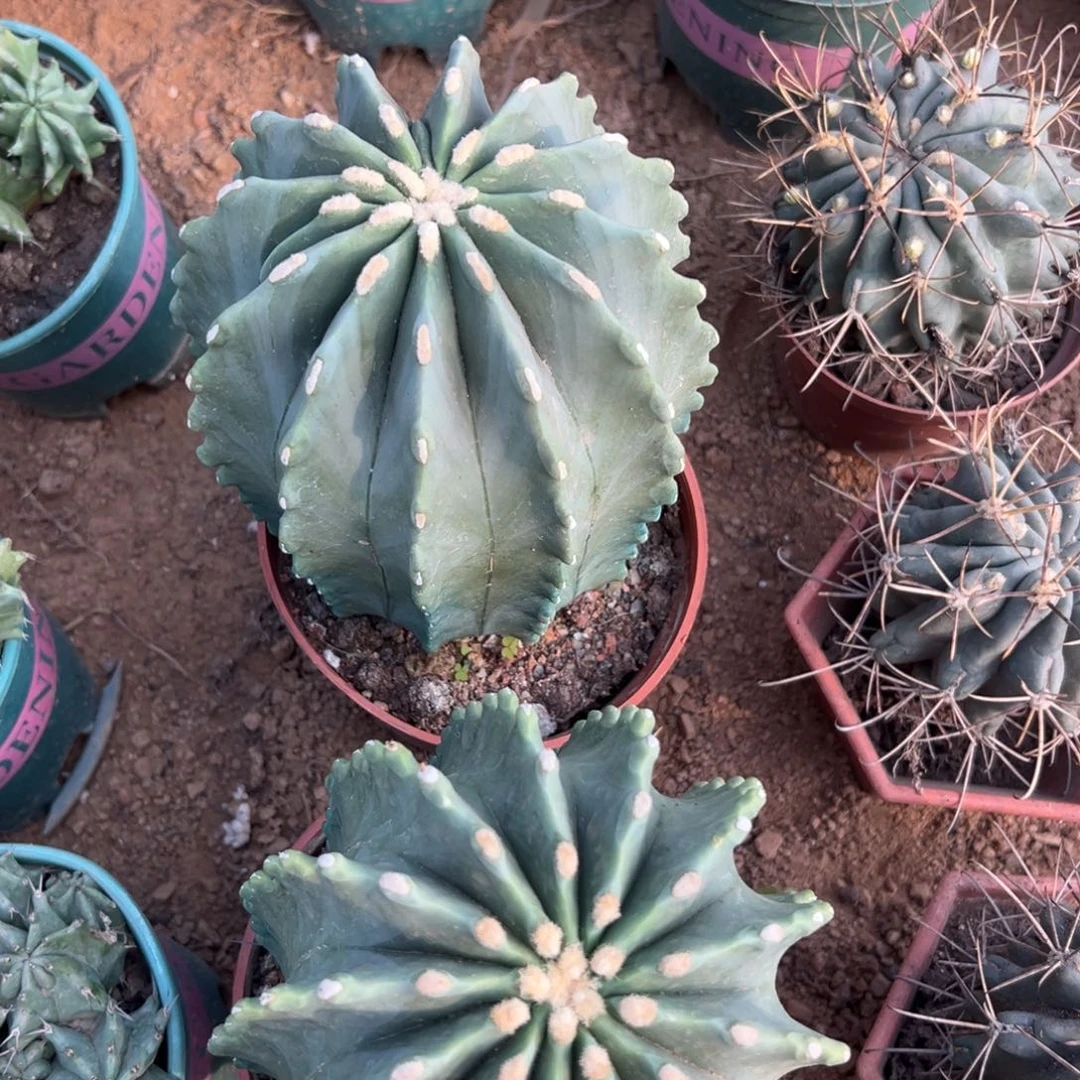 无刺王冠龙随机一颗。