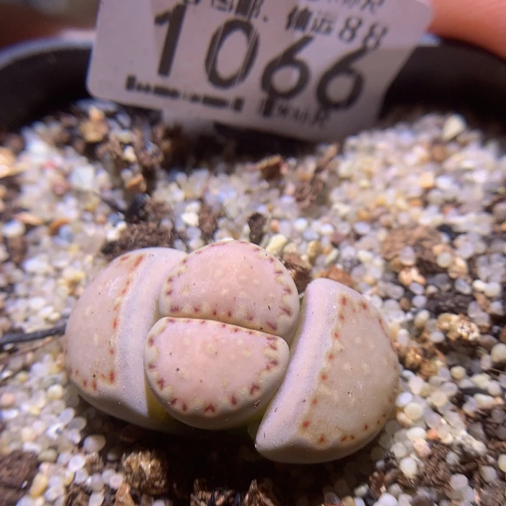 Sss精品生石花1066