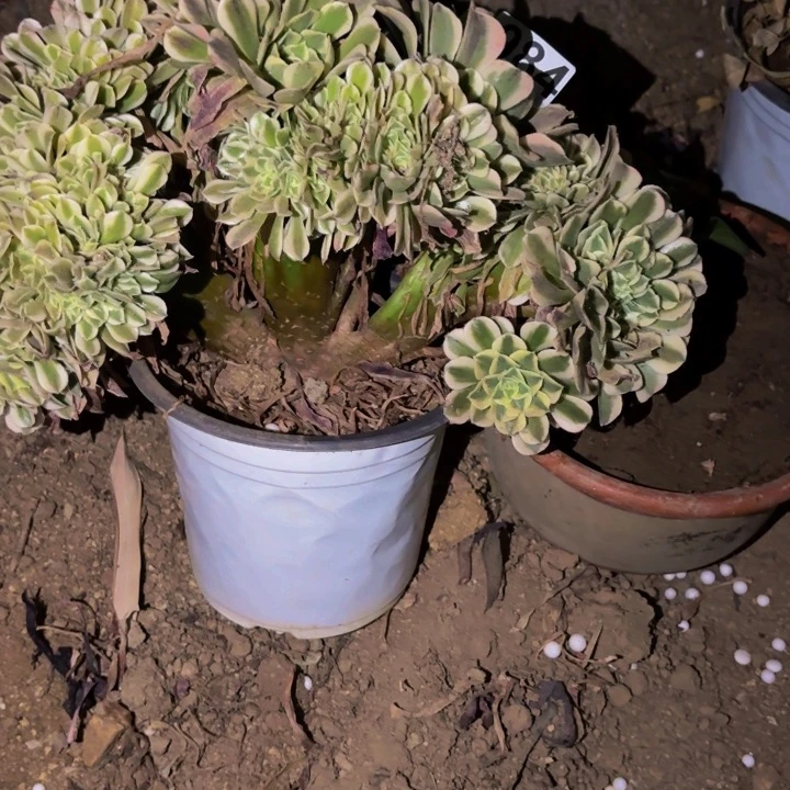 984绿豆沙多肉植物