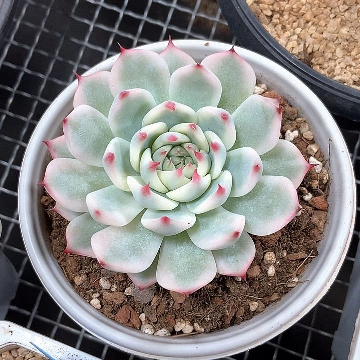 吉娃娃锦一物一拍