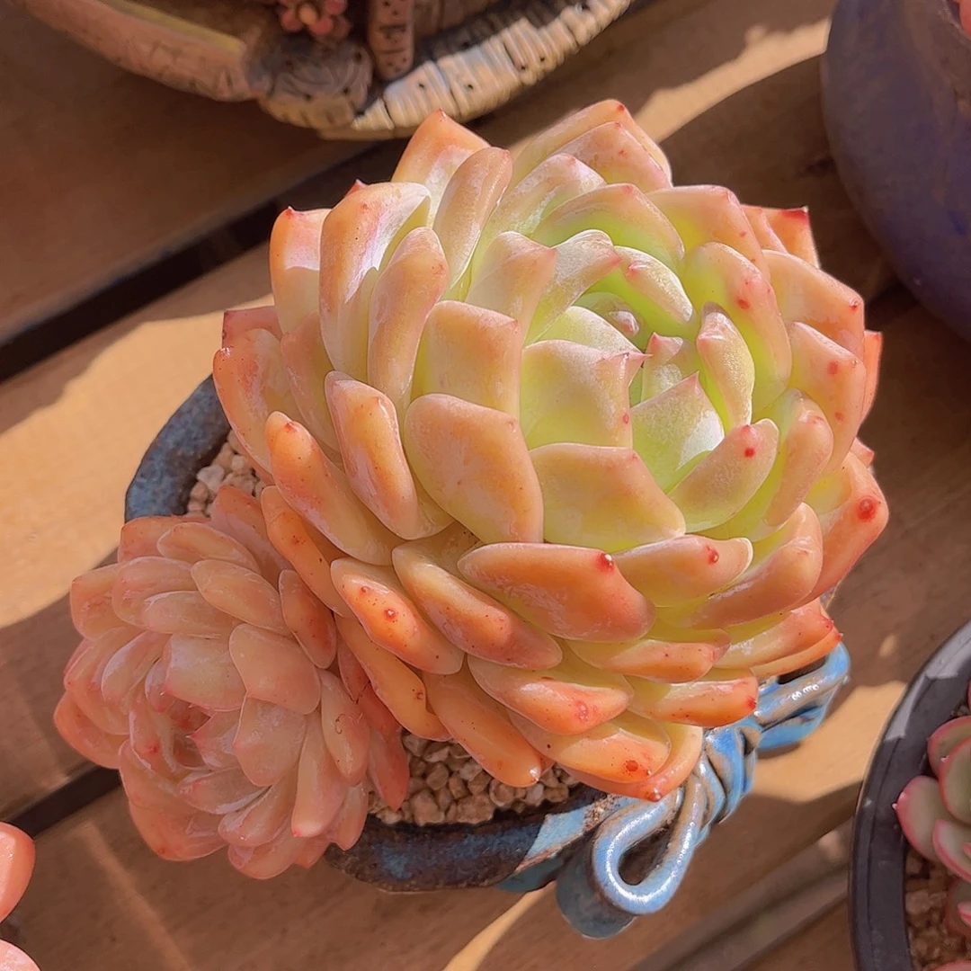 极品海洋之星多肉