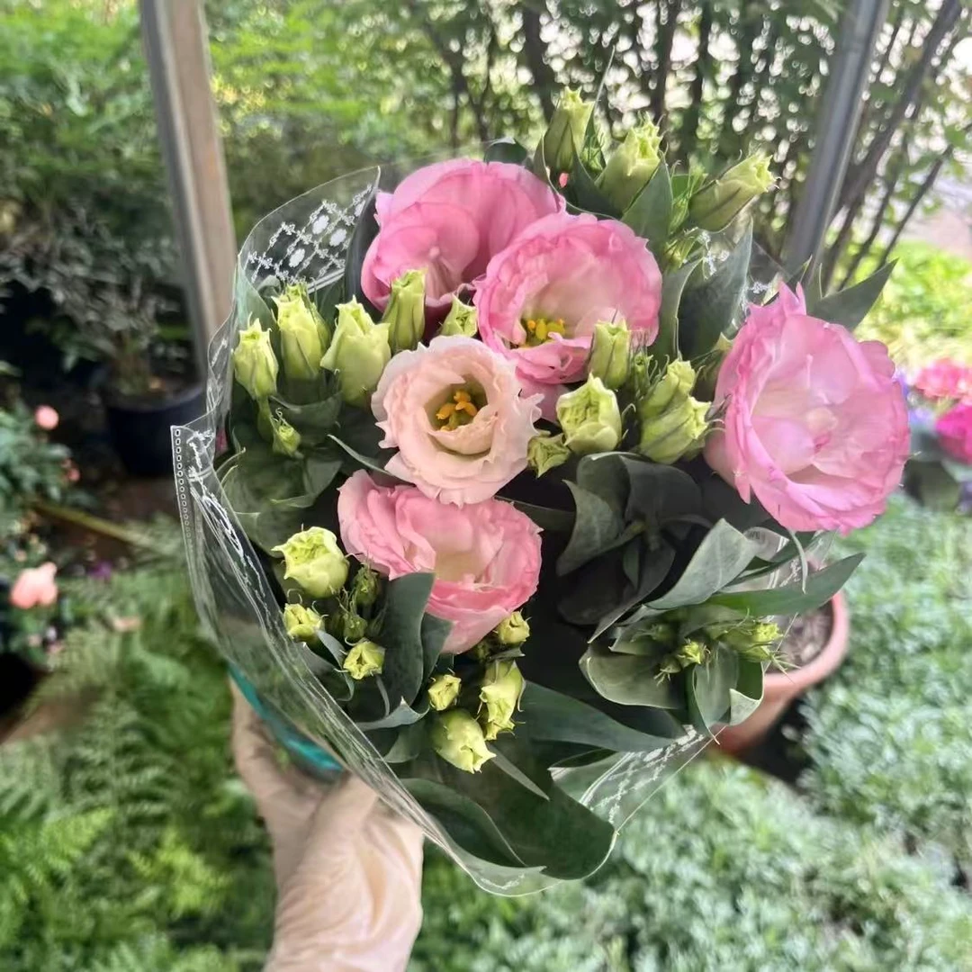 洋桔梗【浅粉色】耐寒四季易活阳台庭院室内室外开花花卉盆栽