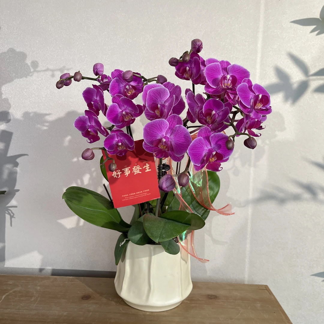 蝴蝶兰《紫汀香》稀有香味蝴蝶兰 苗情优质叶片碧绿 基地直发