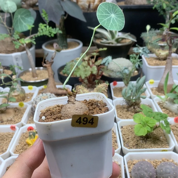 素可泰无根带盆494