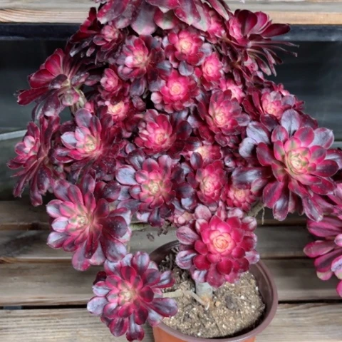 多肉植物香奈儿锦。