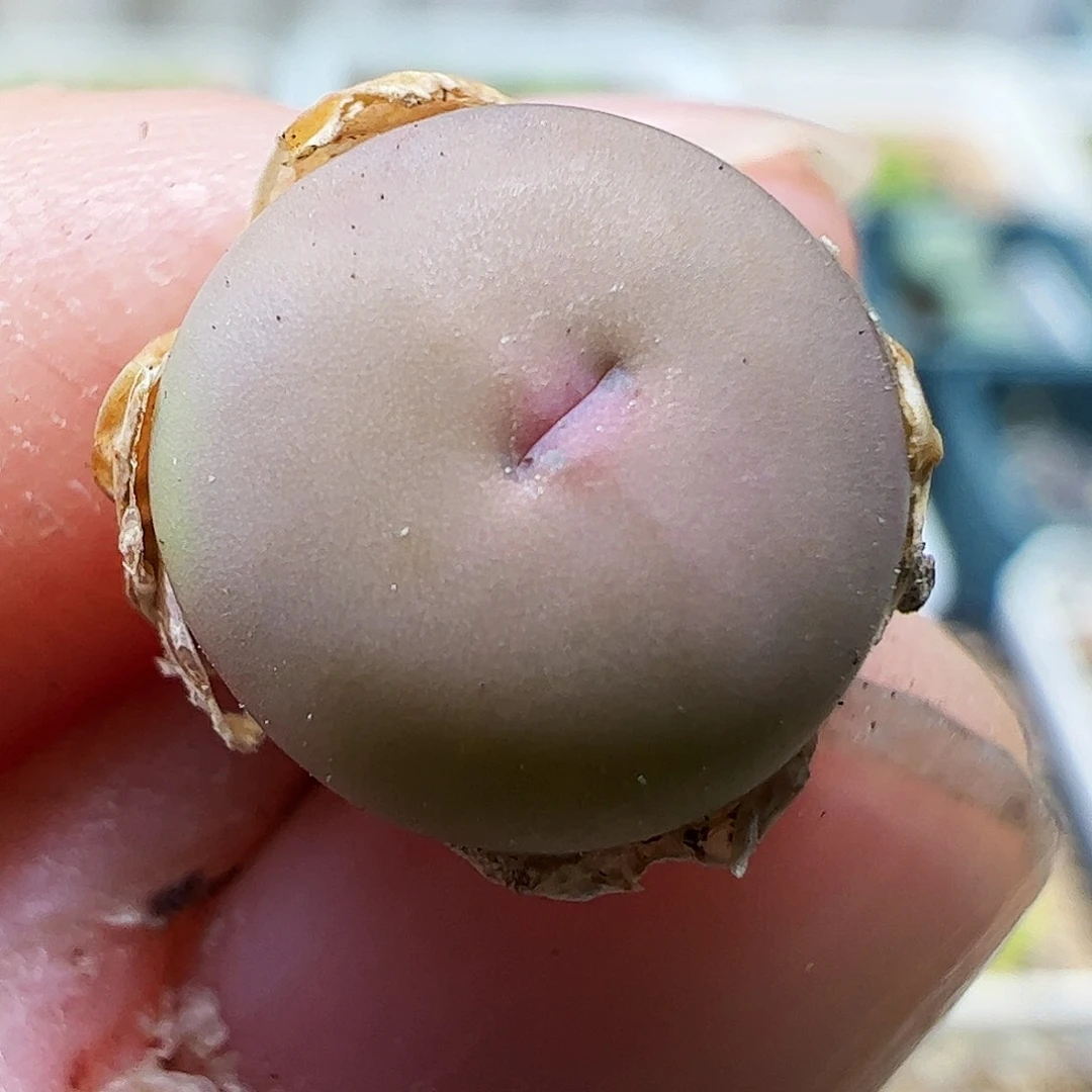 434拿铁多肉植物馆