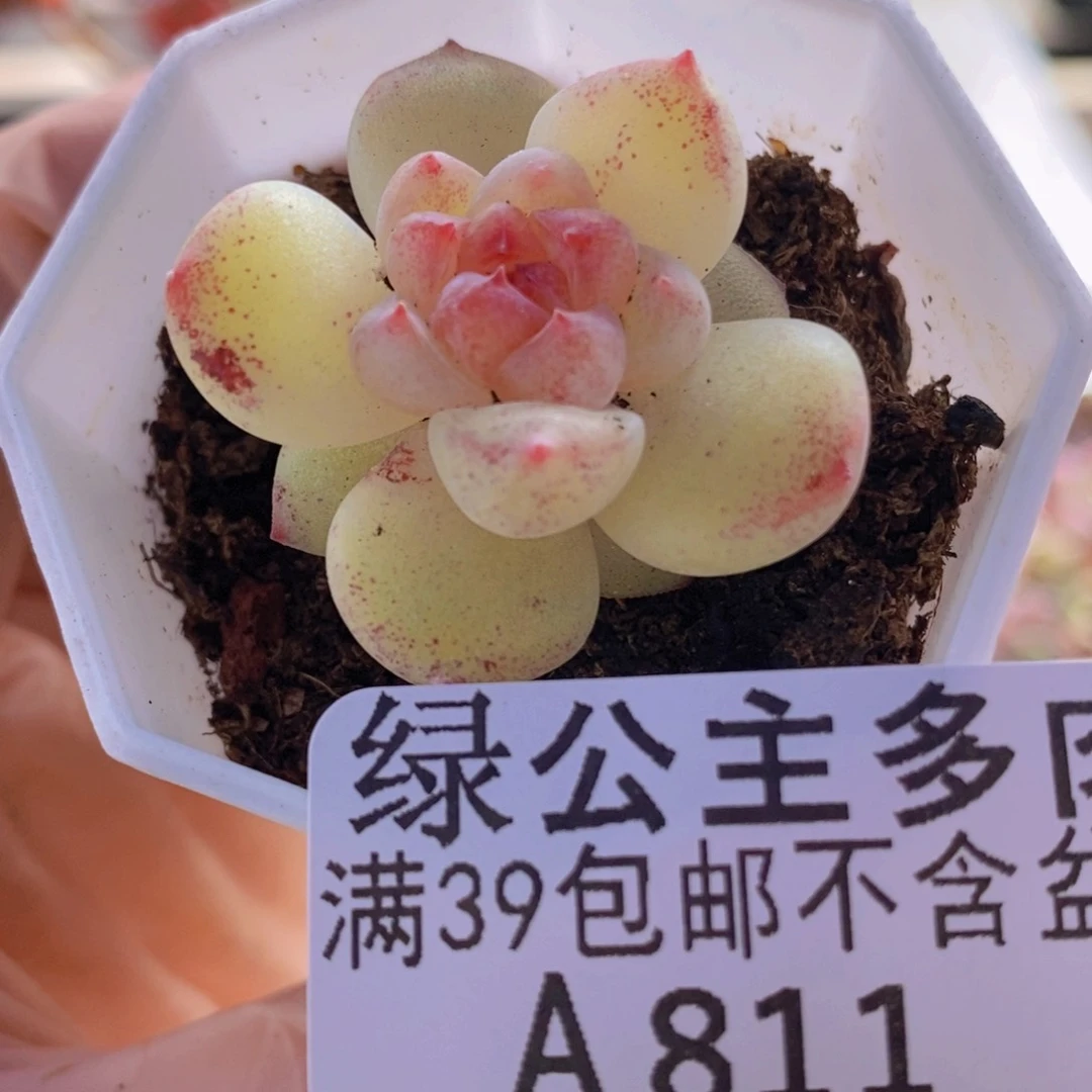 火焰4cm811多肉植物