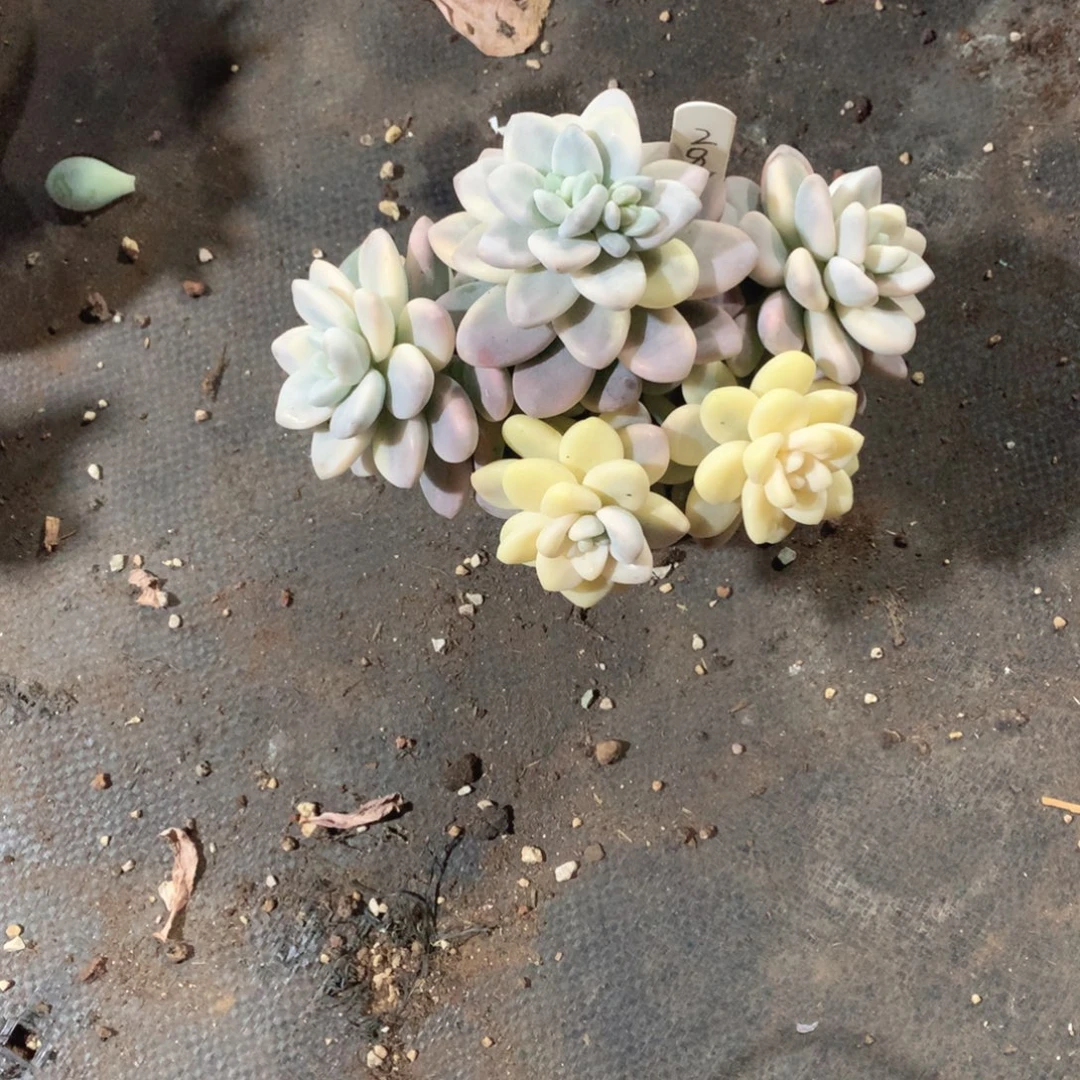 多肉植物洛神锦有砍
