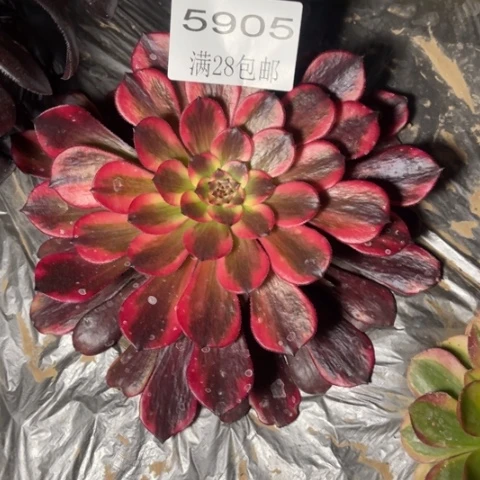 烟花多肉多肉5905