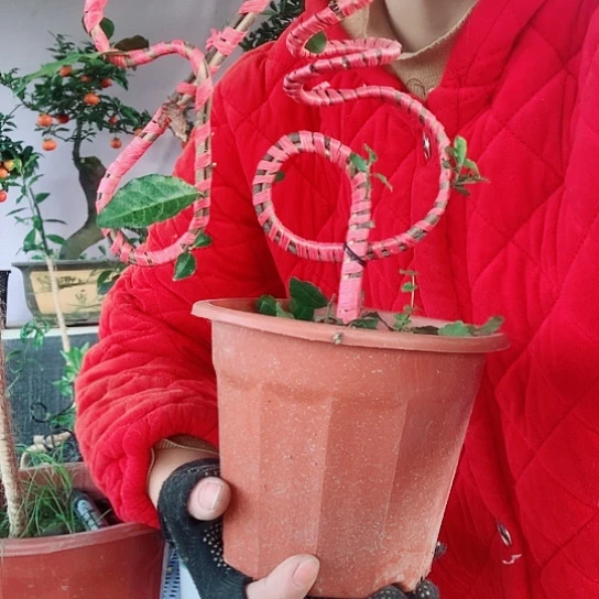 无花朵金弹子福。