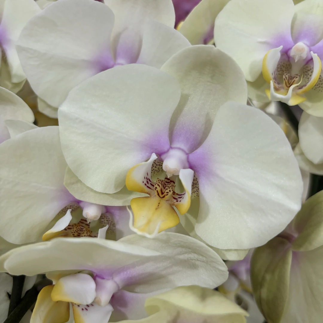 【巴黎】蝴蝶兰佛山基地批发带花