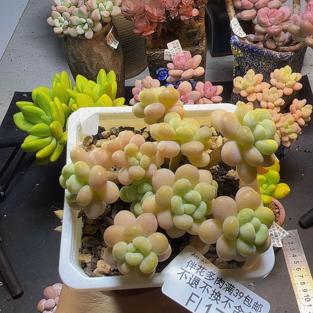 洛可可173/7cm多肉