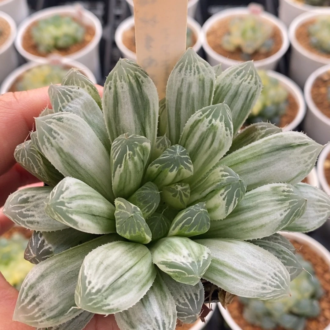 不开花植物431白斑