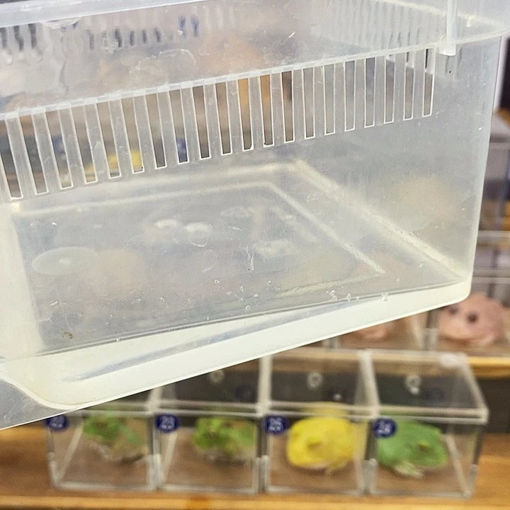 Z****角蛙角蛙饲养盒一个