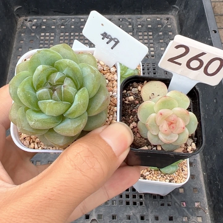 h***犀499+260，晗雨多肉