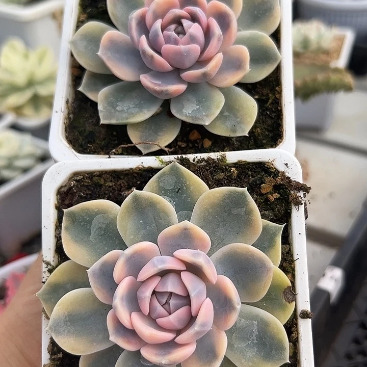汉堡锦多肉植物单头