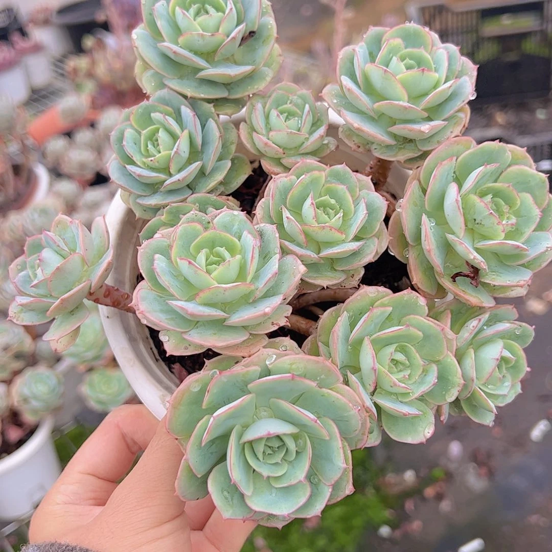 克罗地亚玫瑰多头老桩大盆