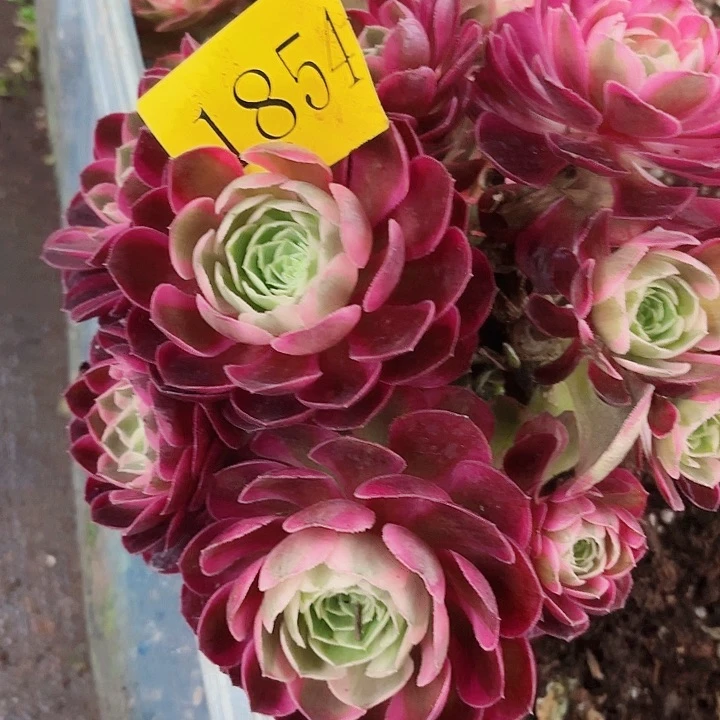 多肉植物福利1854