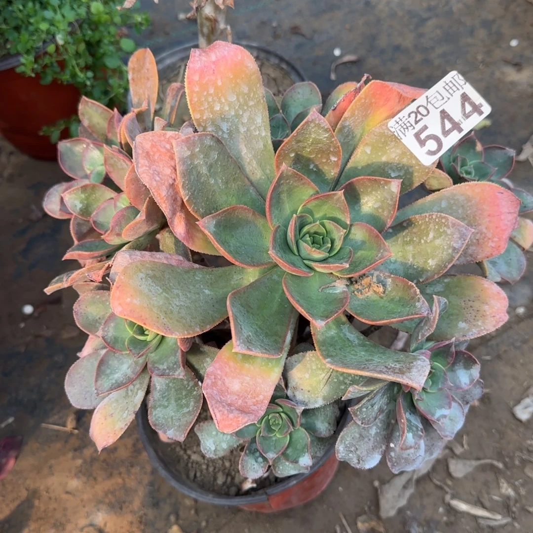 花前月下544满20包邮断枝不包