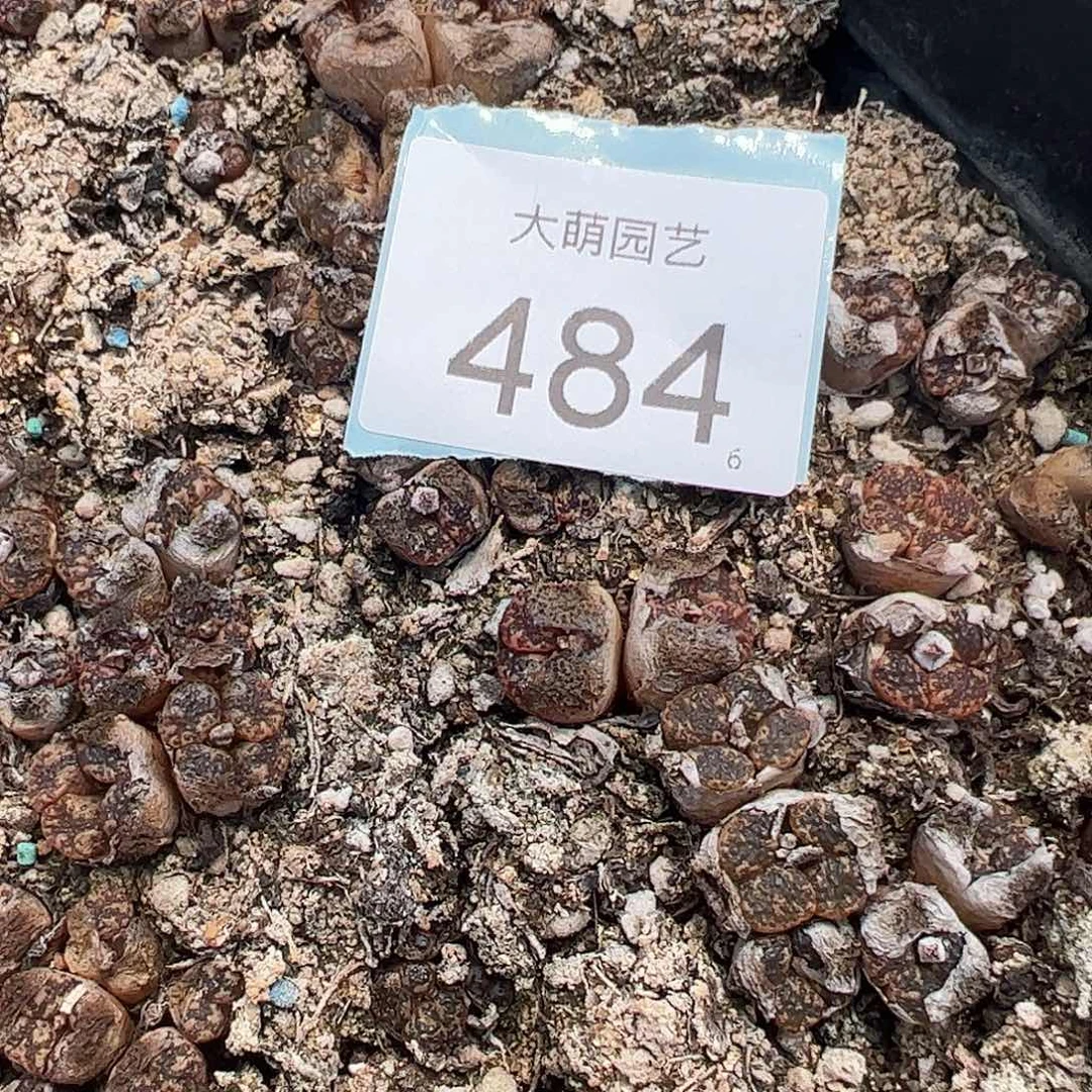 0000484量拍勋章混合4头2颗