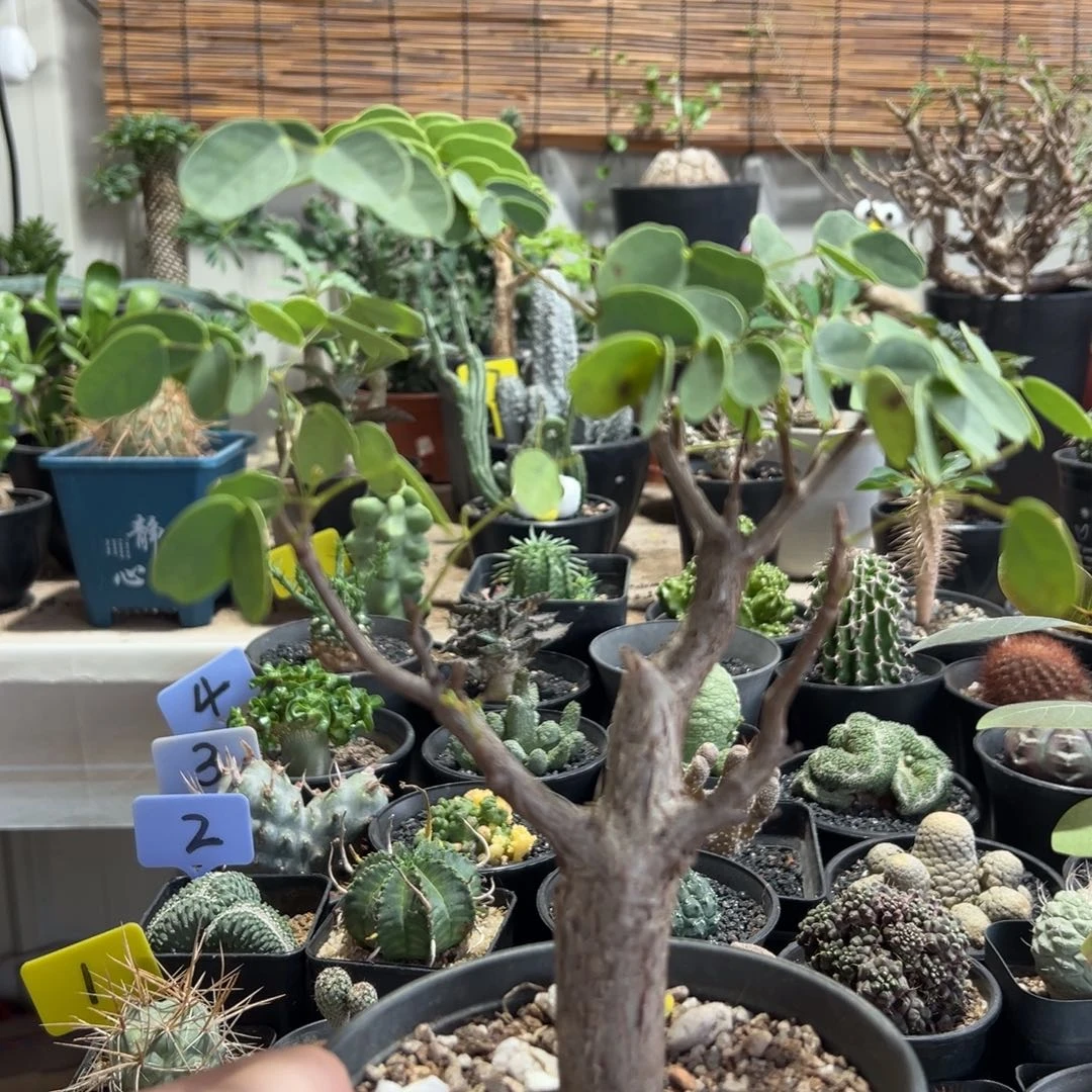 普米拉凤凰木带盆1111111111