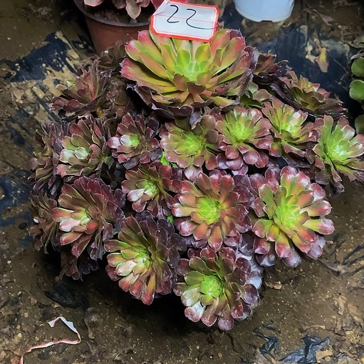 彩霞老桩捧花22号