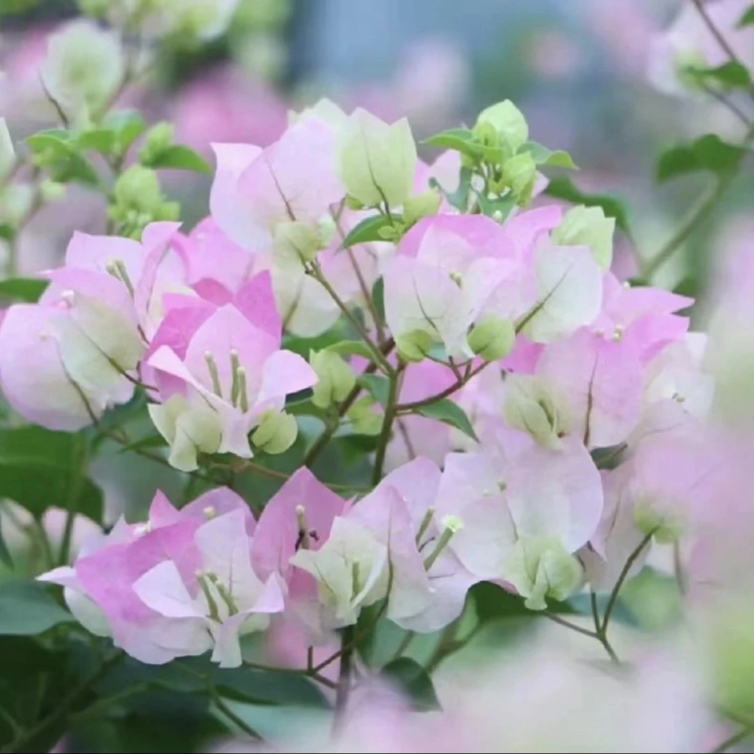 【绿樱】三角梅好养活四季开花阳台庭院勤花爬藤高飘枝品种