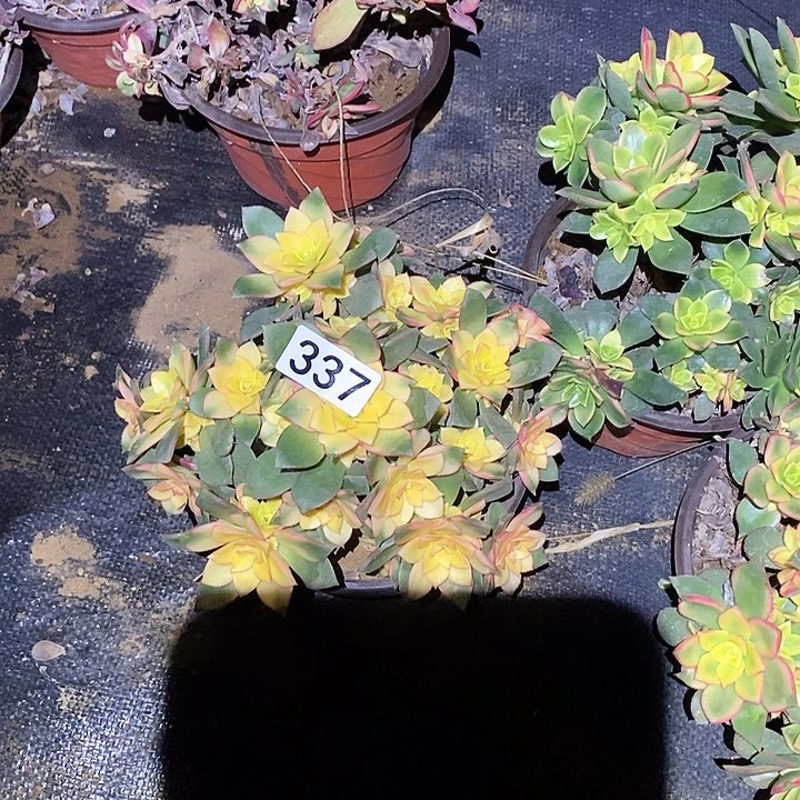 多肉植物法师337艳日辉