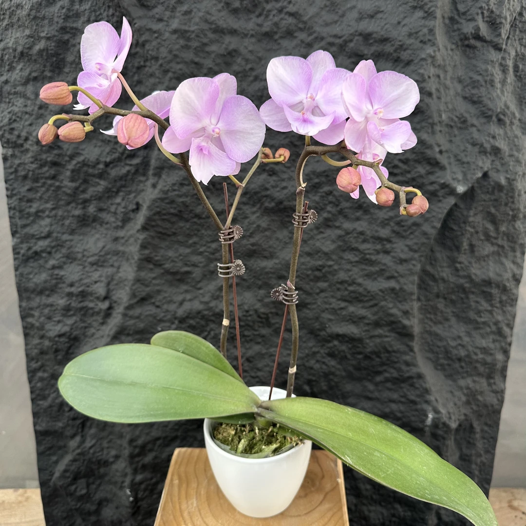 简馨优选【神仙姐姐】 蝴蝶兰花花盆摆设客厅摆设种植基地发货