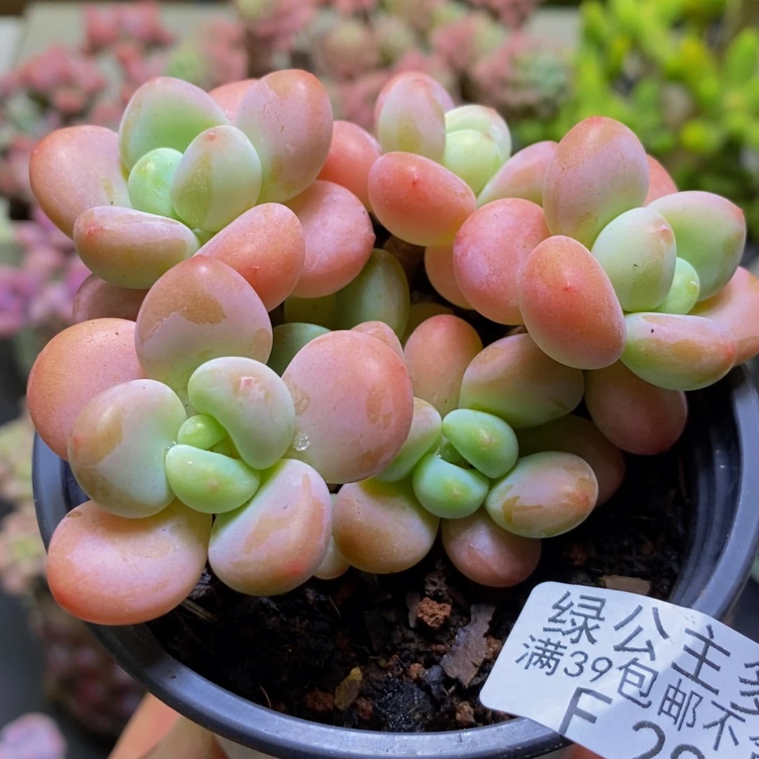 298橘子香水8cm多肉