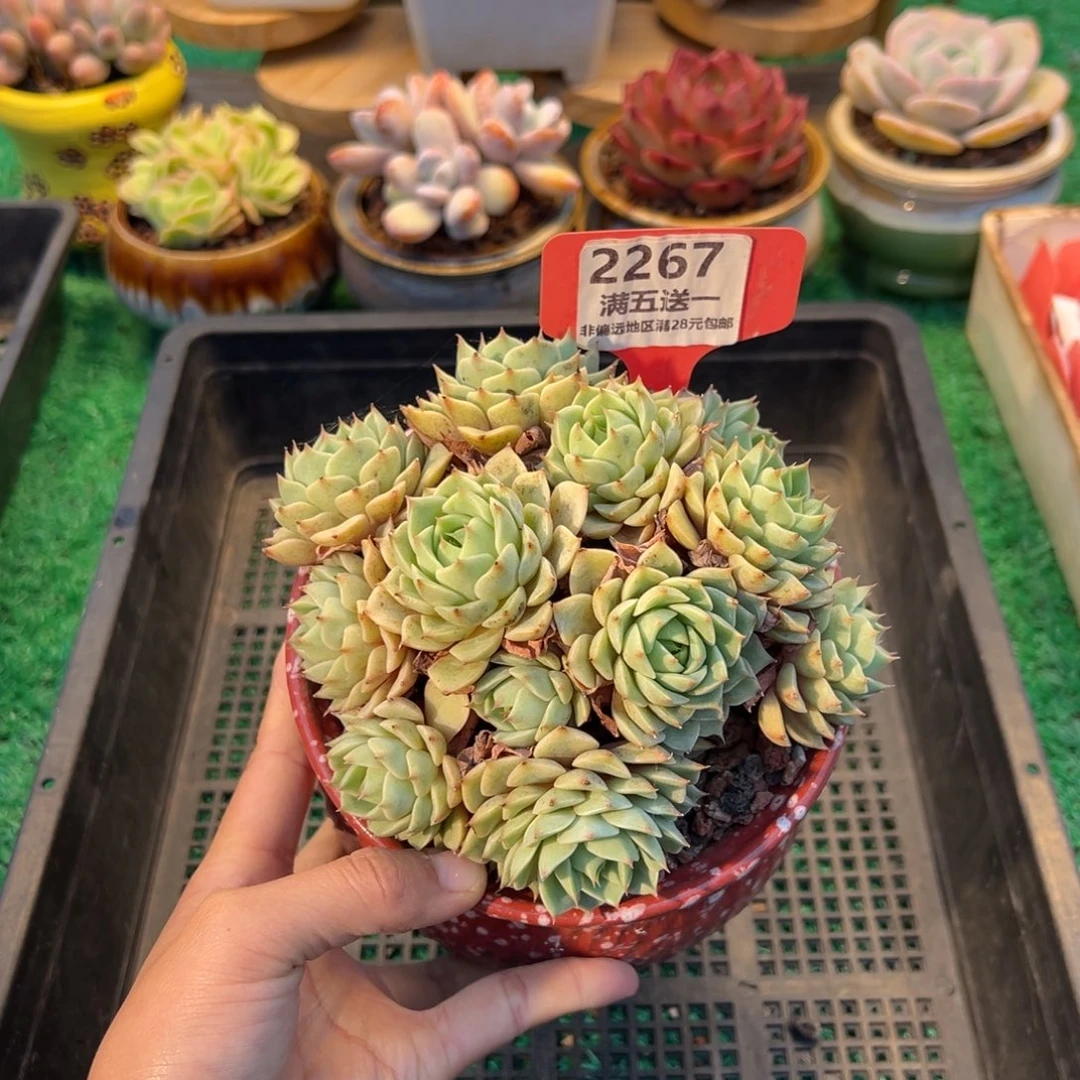 表妹精品多肉2267.