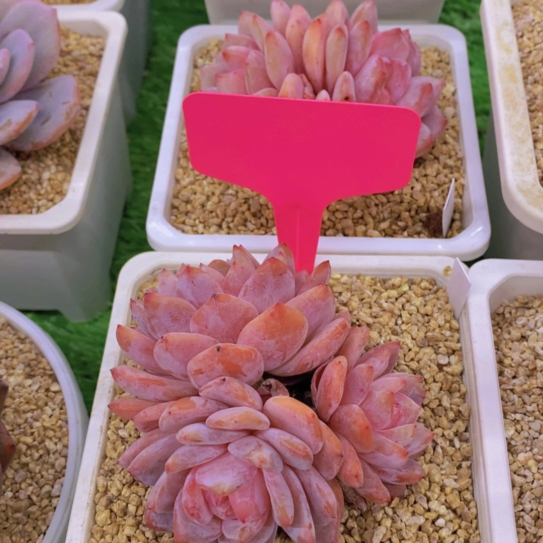 开心多肉植物多肉