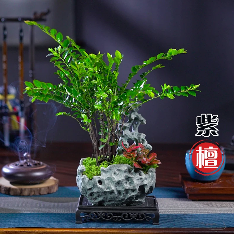 黑骨茶小叶紫檀盆景老桩盆栽办公室内好养活四季常青