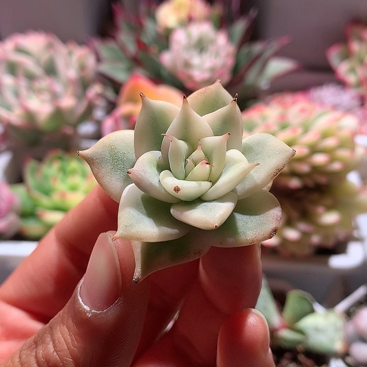 墨西哥巨人腹轮锦有根