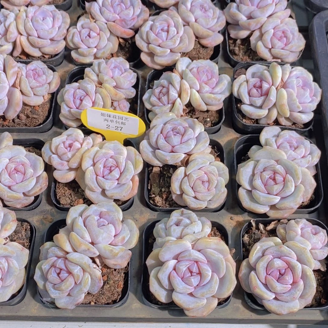 2-27-M精品芋圆啵啵双头一个