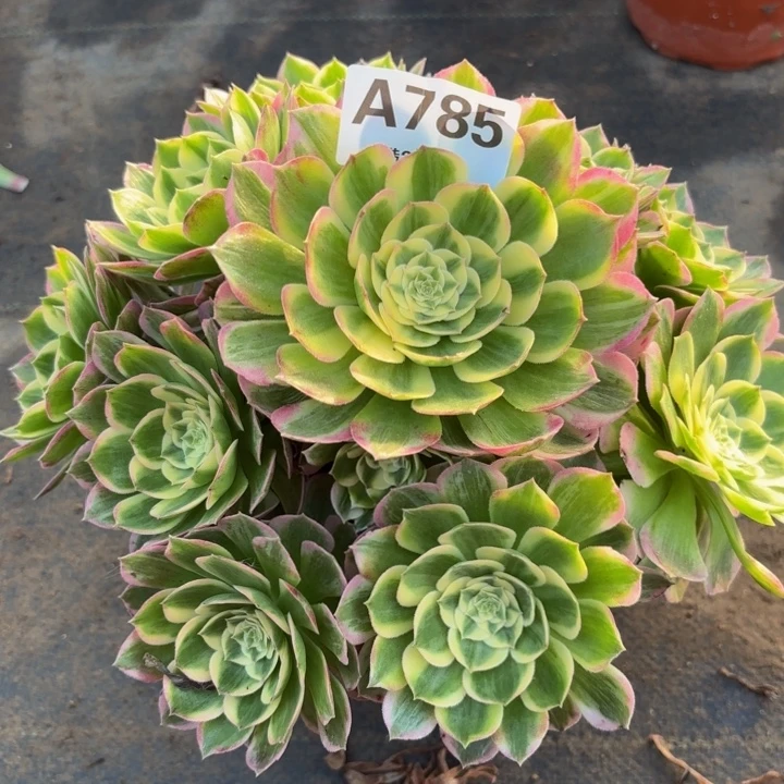 瑞妈多肉植物，785.海王