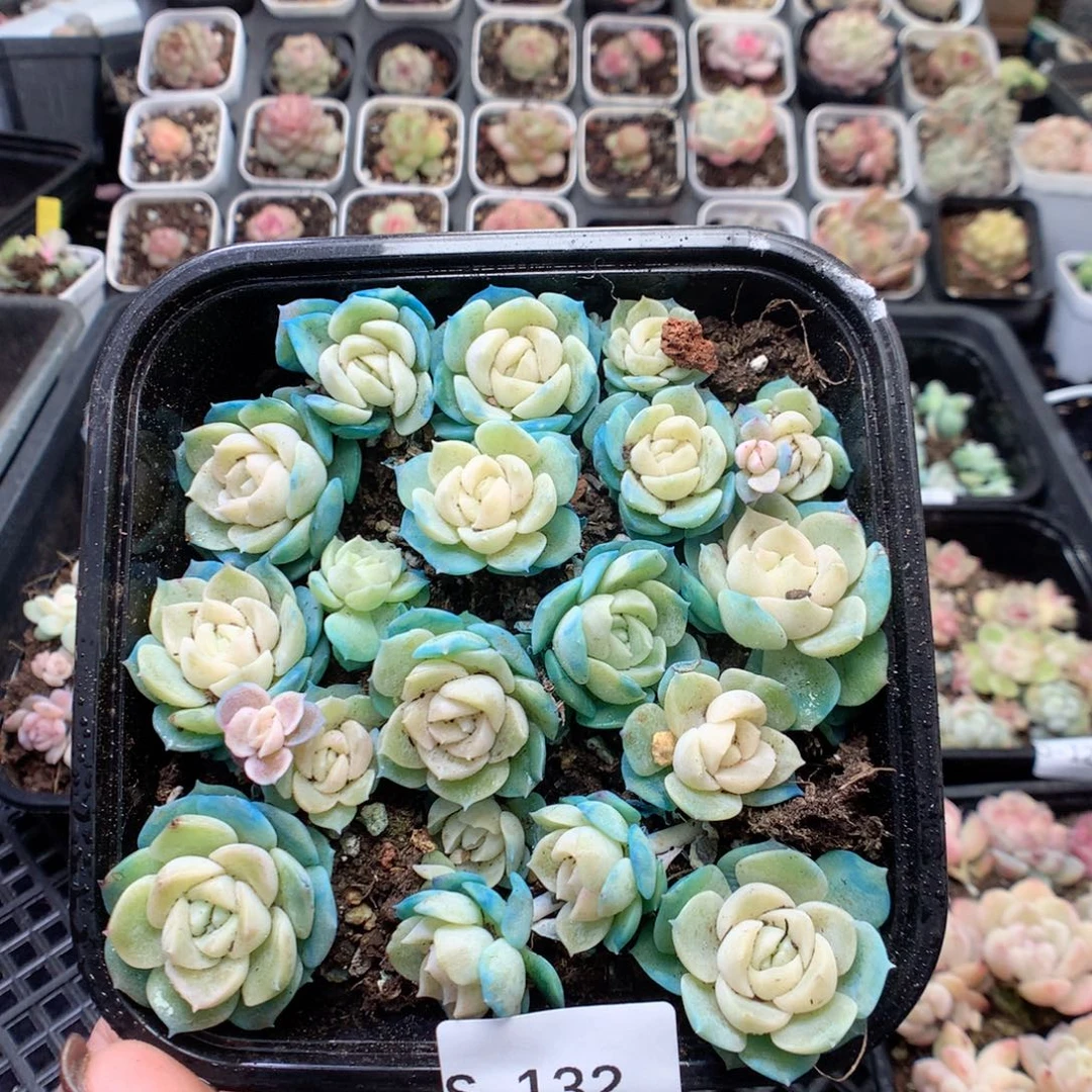 无花朵S132英语英语