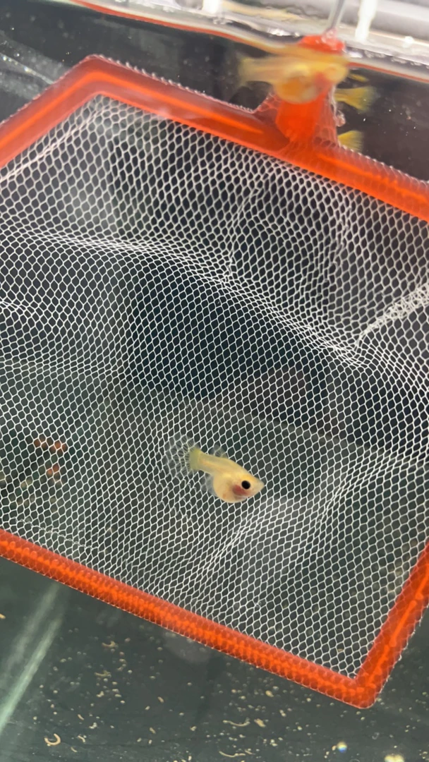 黄蕾丝玻璃猫压成福利价格！（2-3个月）