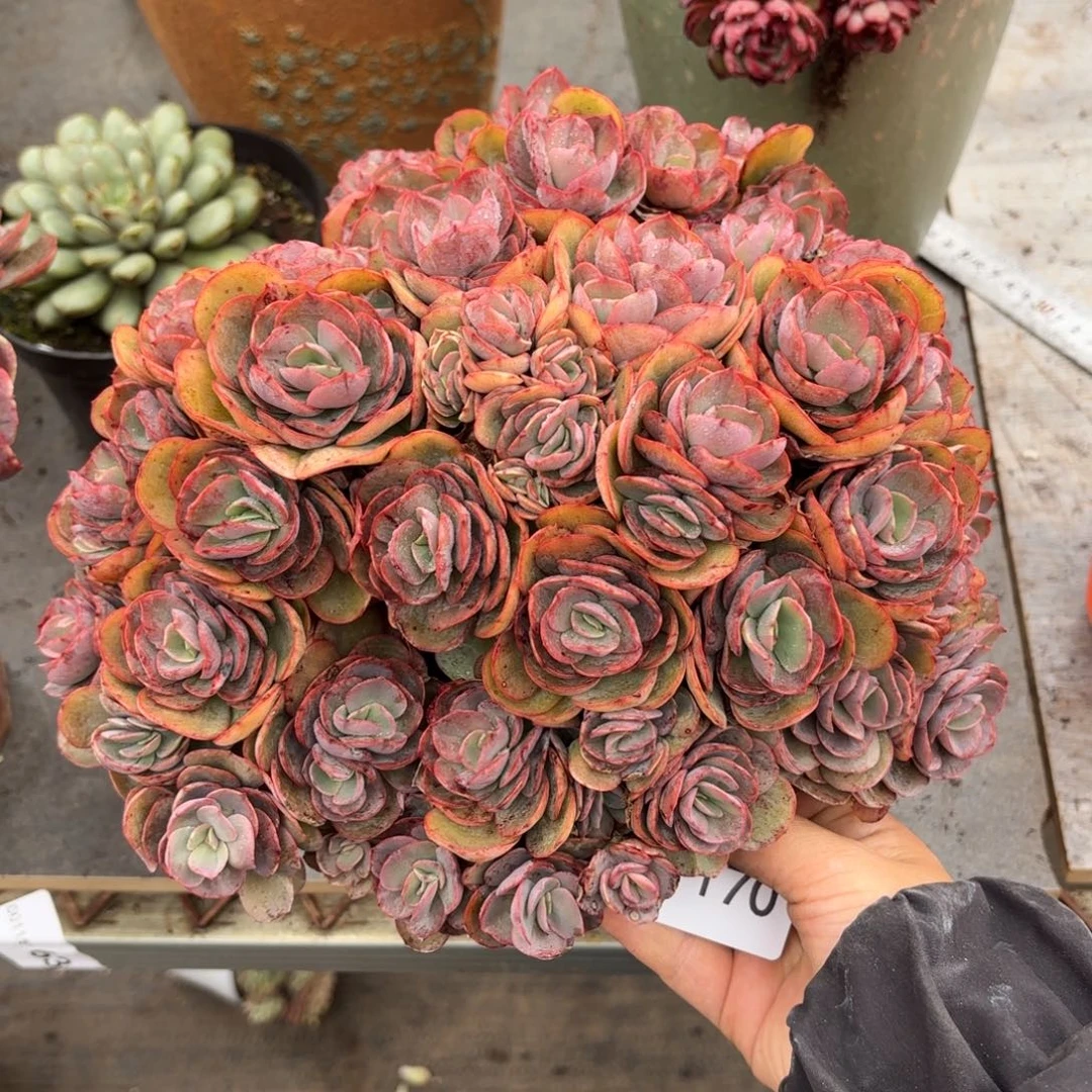 一***?同温层多肉秀妍170