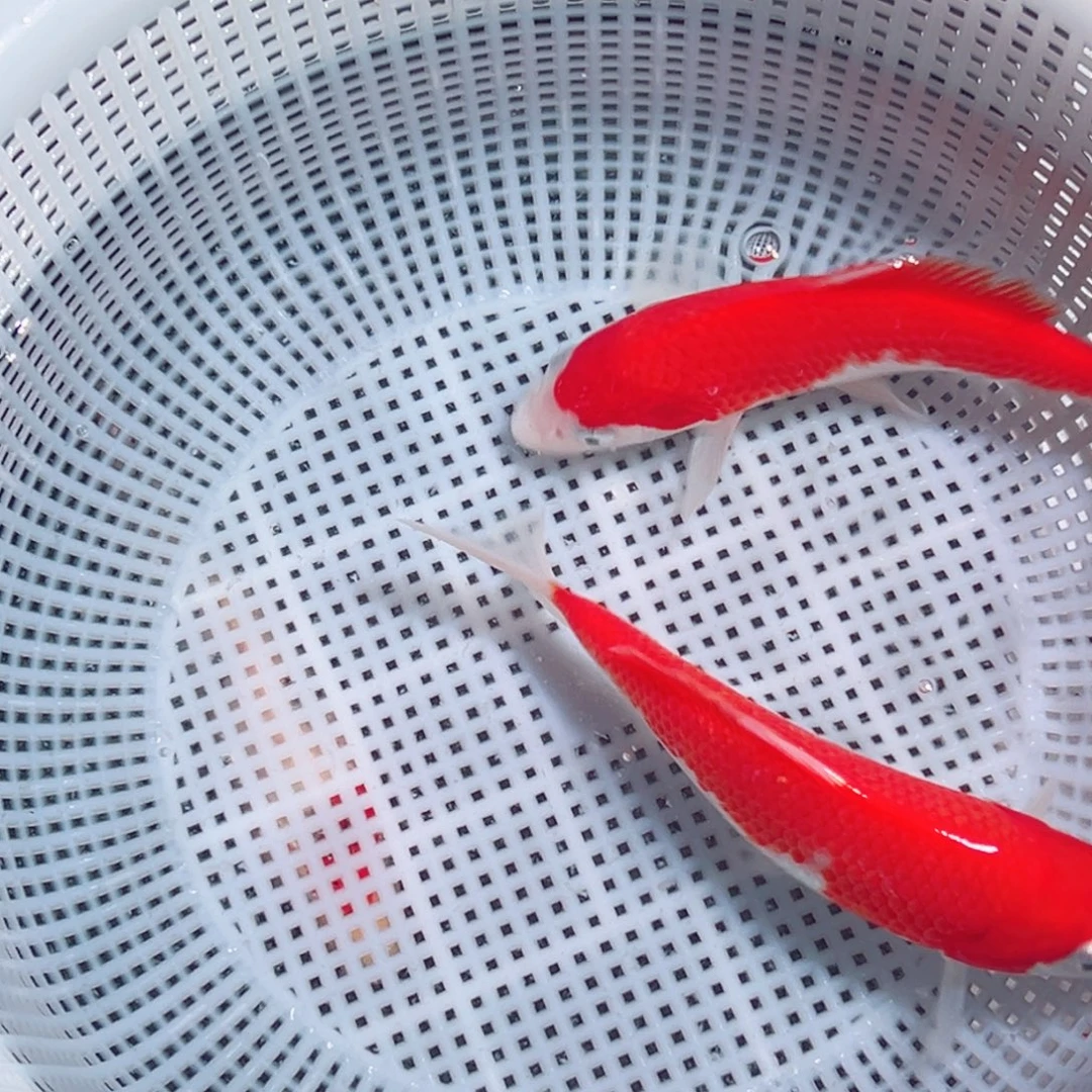 锦鲤锦鲤观赏鱼1111