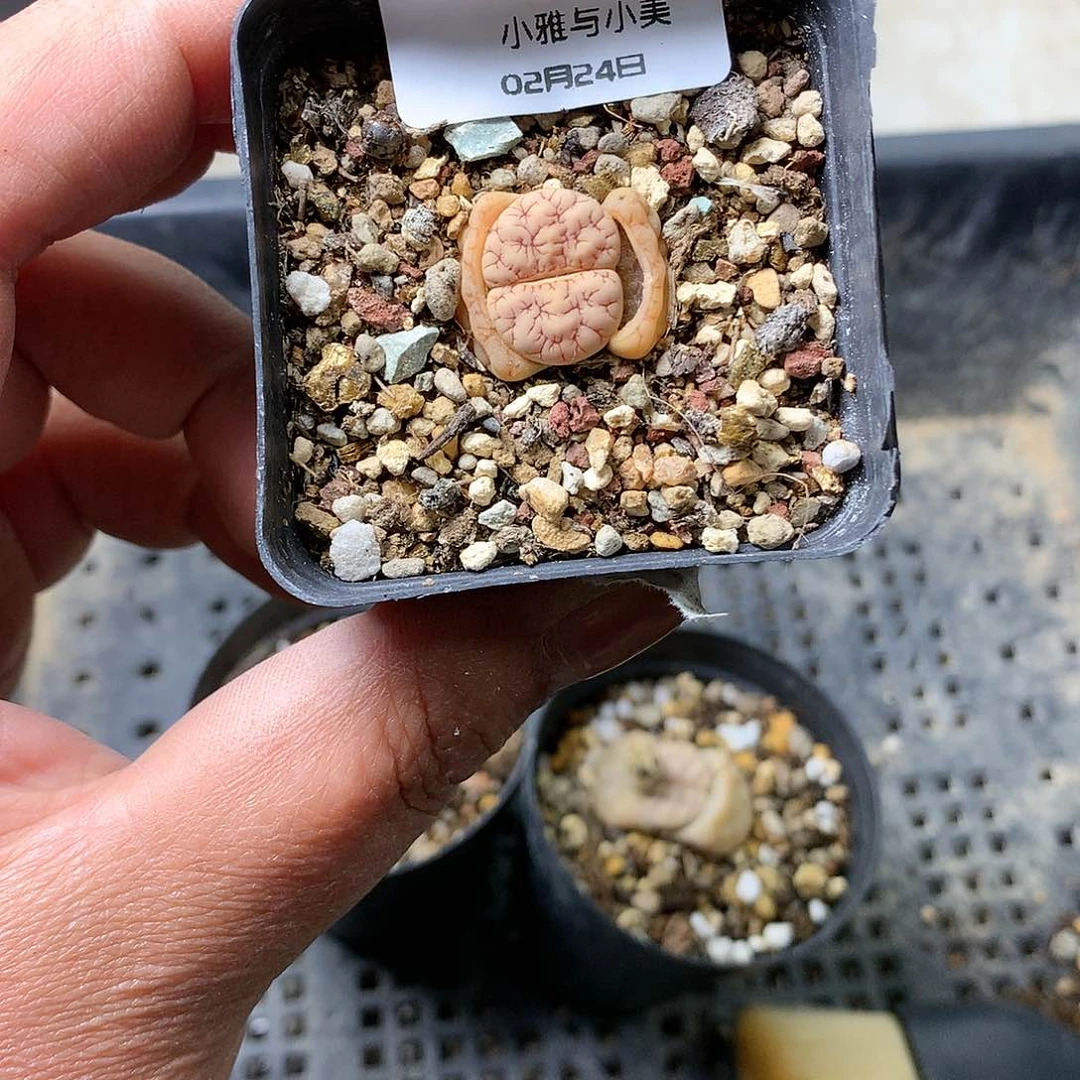 一*Y255多肉植物保护研究所