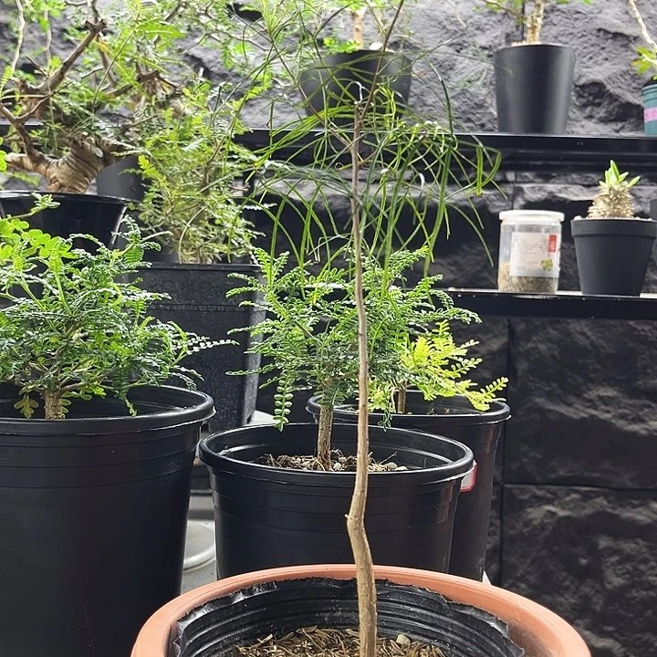 帕卡橄榄一物一拍