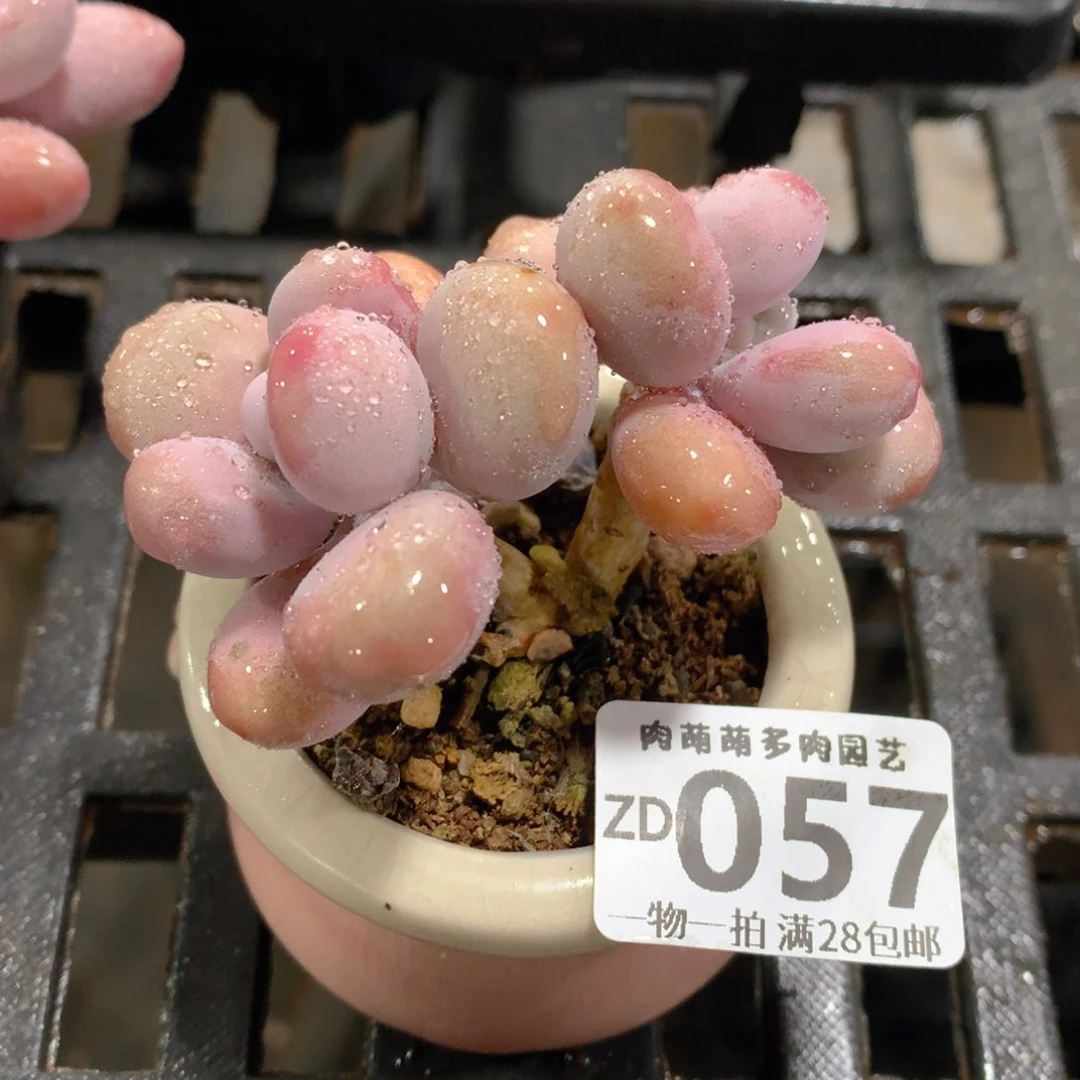 肉萌萌拇指盆精控多肉ZD057