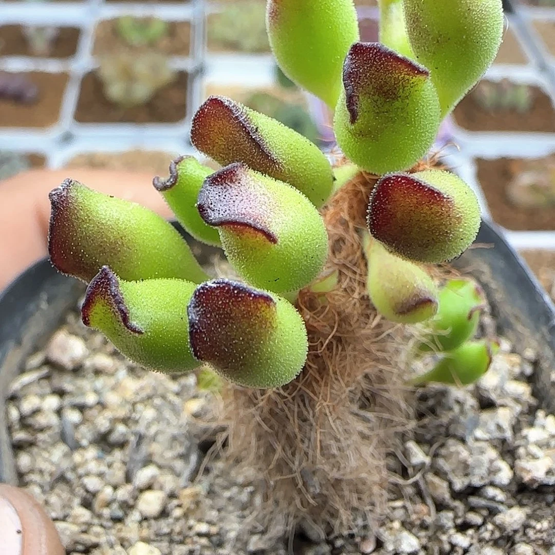 脱土28包邮30911
