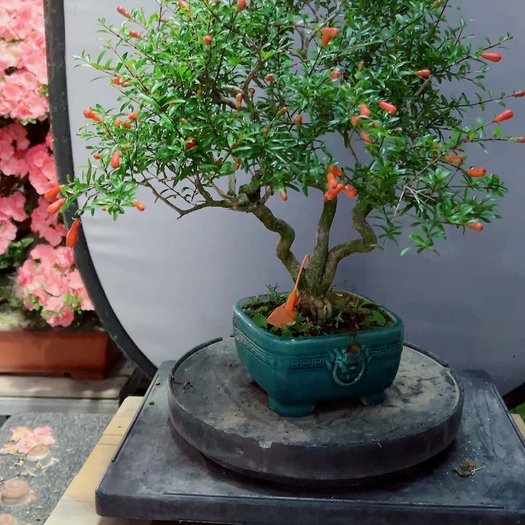 无花朵兴*盆景皋月石榴4390