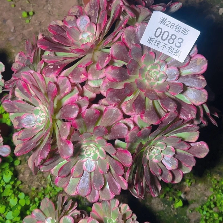 0083霁月多肉植物