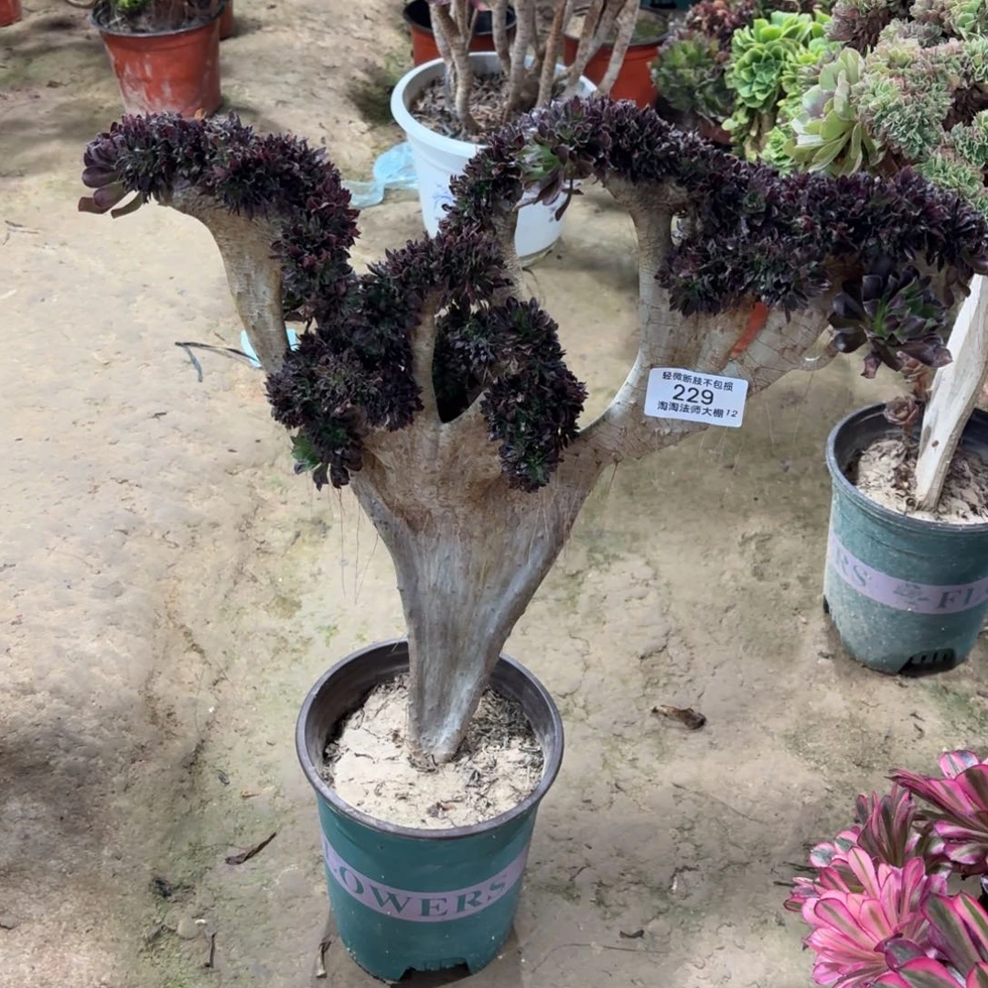 229黑法师缀化多肉植物